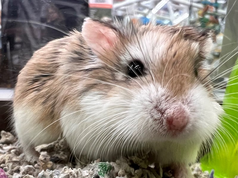Available Pets - Petland Richmond, IN