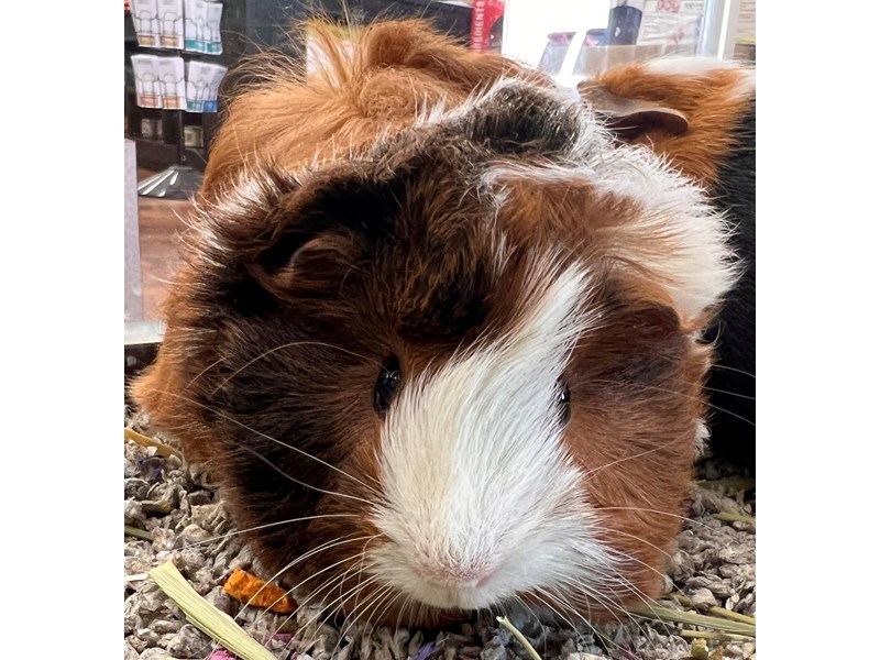 Petland Richmond, IN - Buy Premium Pets & Pet Supplies
