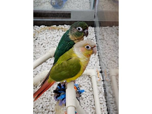 [#20] Pineapple Green Cheek Conure Birds for Sale