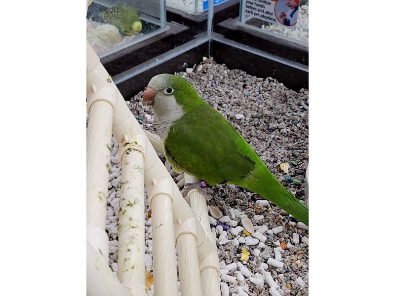 Quaker Parrot - 40 Image #1