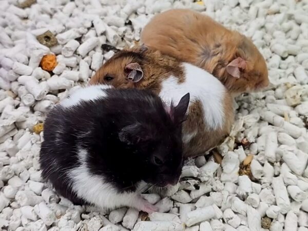 [#39] Assorted Teddy Bear Hamster Small Animals for Sale