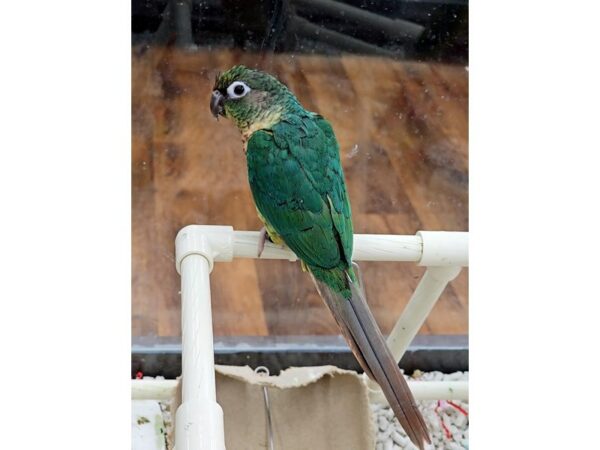[#42] Pineapple Turquoise GC Conure Birds for Sale