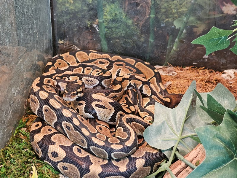 Ball Python - 44 Image #1
