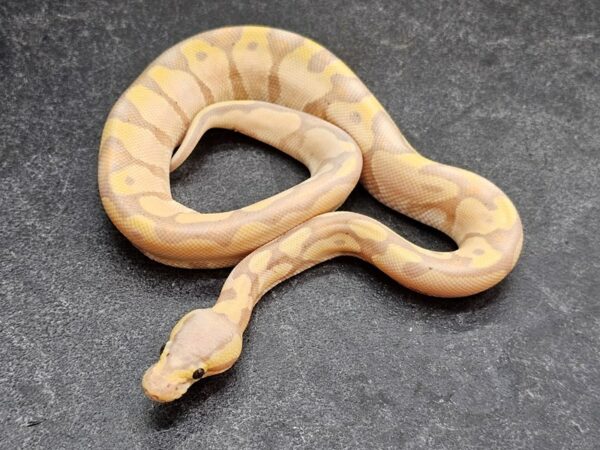[#45] Banana Ball Python Reptiles for Sale