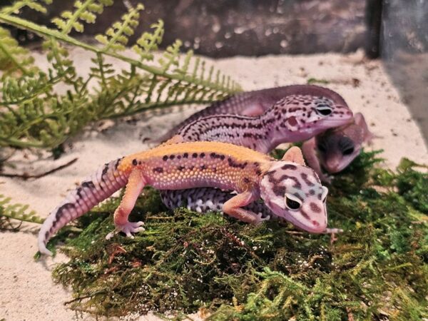 [#47] Assorted Leopard Geckos Reptiles for Sale