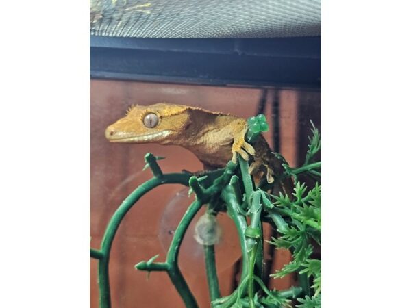[#11] Crested Gecko Reptiles for Sale