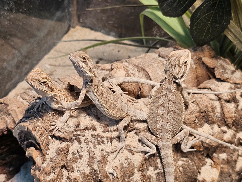 Baby Beared Dragon - 6 Image #1