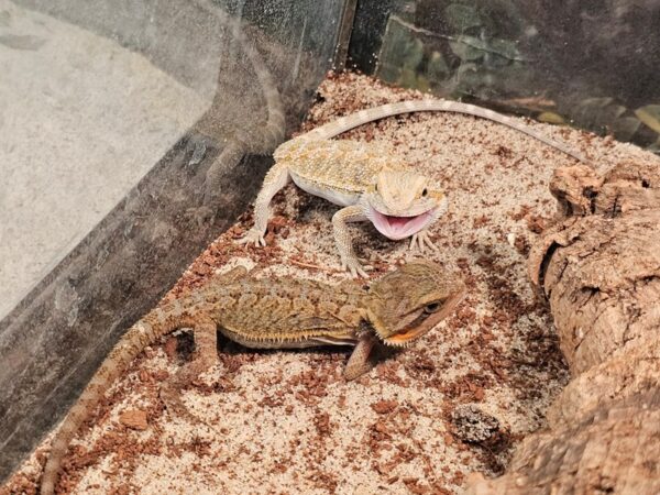 [#48] Assorted Bearded Dragons Reptiles for Sale