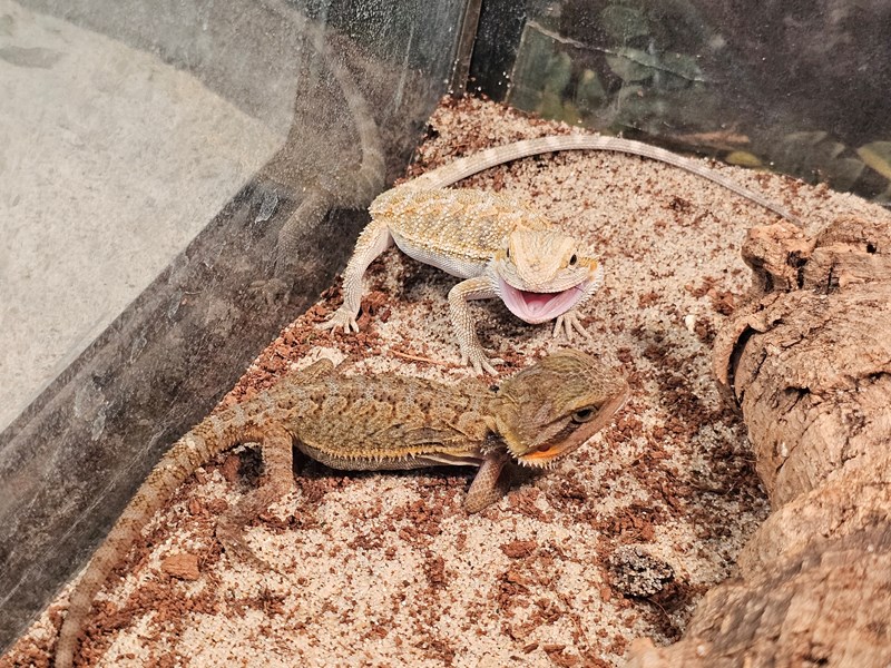 Assorted Bearded Dragons - 48 Image #1