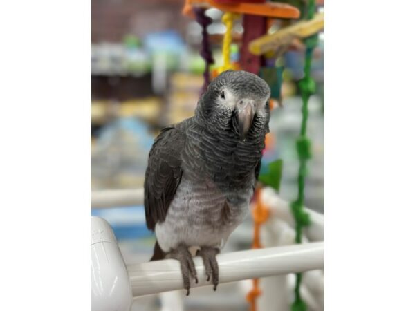 [#49] Timneh Grey Birds for Sale