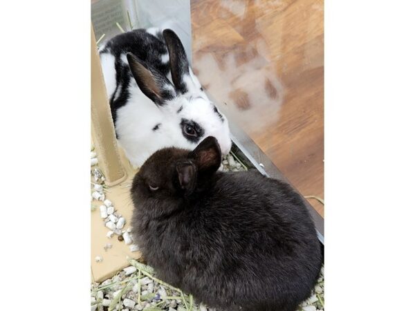 [#37] Domestic Rabbit Small Animals for Sale