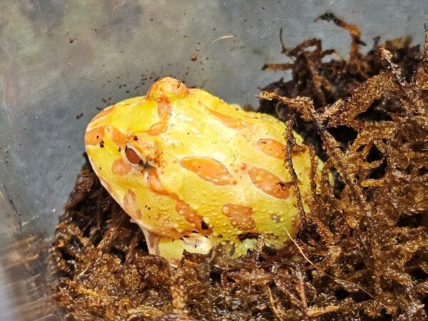 [#43] Pacman Frog Reptiles for Sale