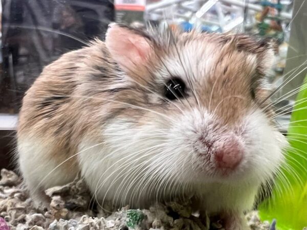 [#24] Robo Hamster Small Animals for Sale