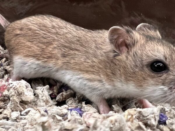 [#23] Chinese Dwarf Small Animals for Sale