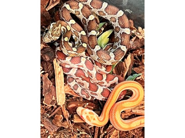 [#34] Assorted Corn Snakes Reptiles for Sale