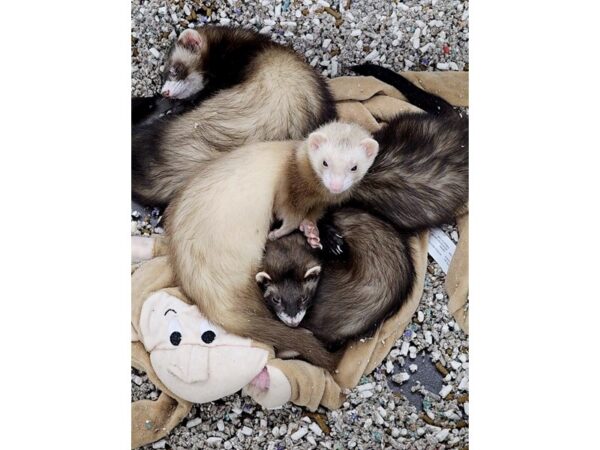 [#38] Ferret Small Animals for Sale