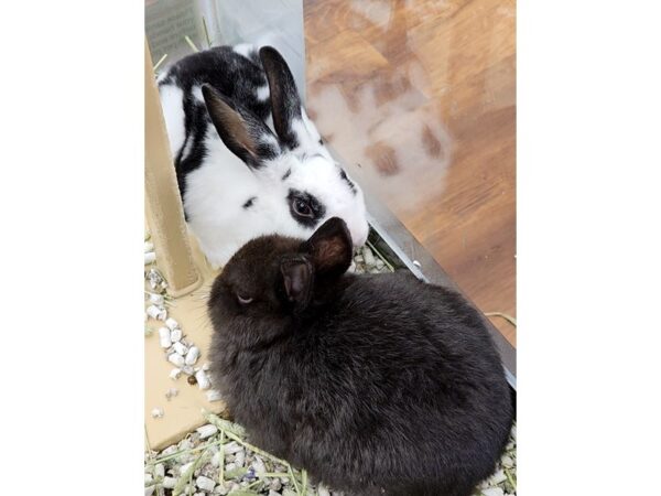 [#37] Domestic Rabbit Small Animals for Sale