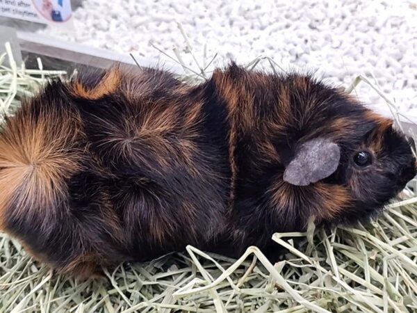 [#27] Short Haired Small Animals for Sale