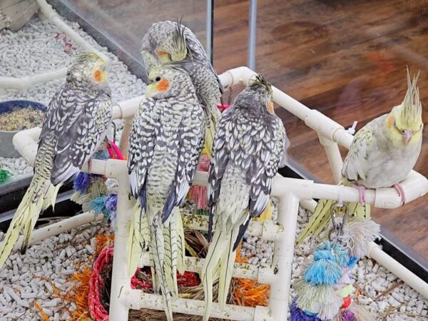 [#4] Cockatiel Birds for Sale