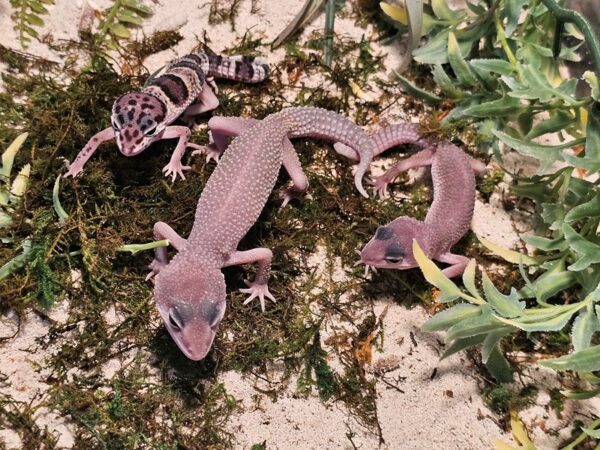 [#5] Leopard Gecko Reptiles for Sale