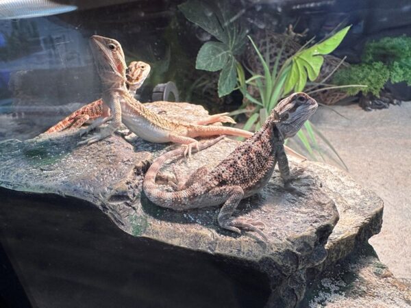 [#48] Assorted Bearded Dragons Reptiles for Sale
