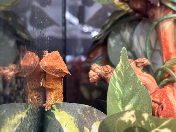 [#11] Crested Gecko Reptiles for Sale