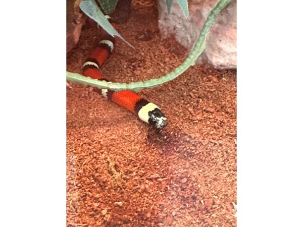 [#50] Milk Snake Reptiles for Sale
